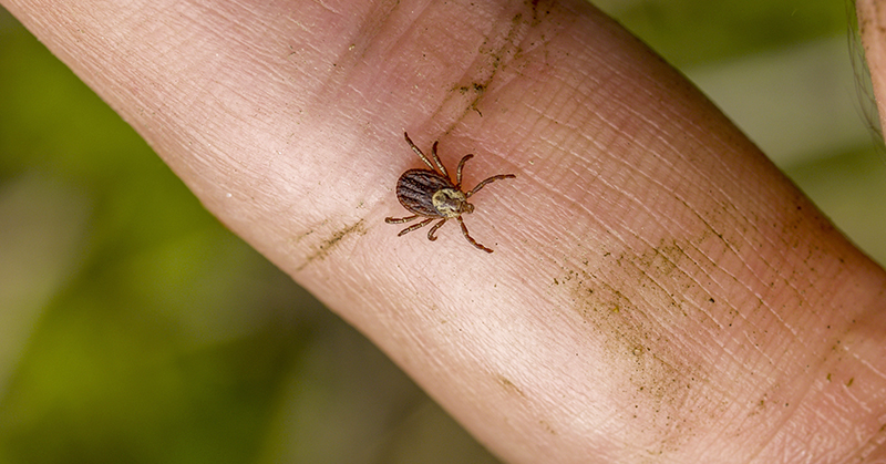 Does the Peppermint Oil Trick Work for Removing Ticks?