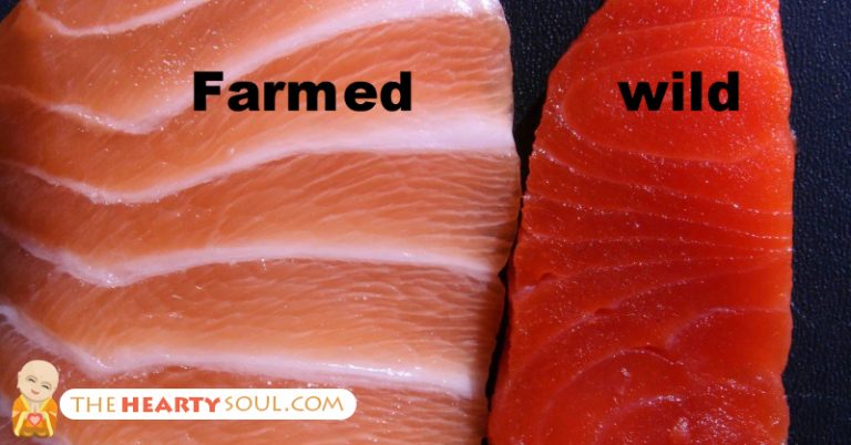 Farmed Vs Wild Salmon: Which is Better? - Featured image