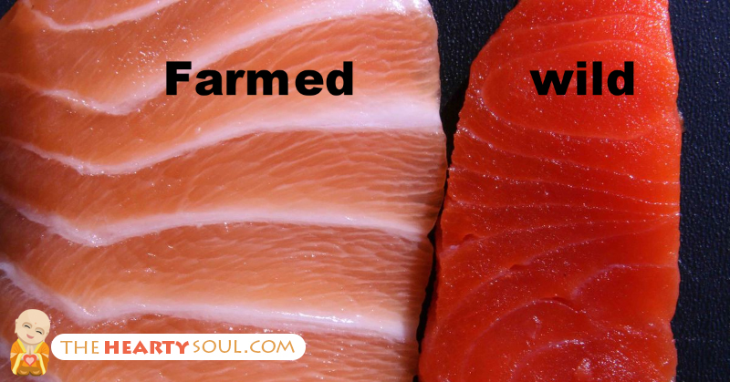 Farmed Vs Wild Salmon: Which is Better?