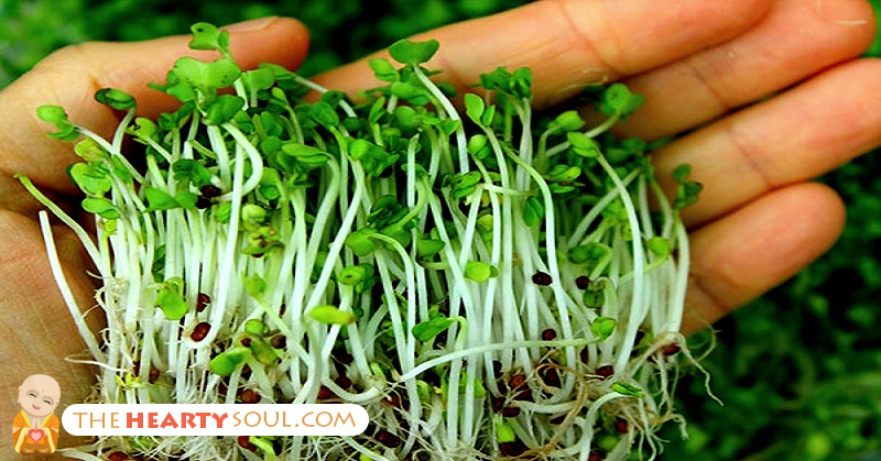 Why 3-Day-Old Broccoli Sprouts Contain 100X More Antioxidant Power Than Big Broccoli