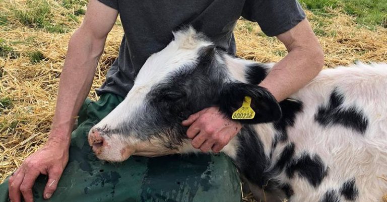 Baby calf dies by mother’s side after eating birthday balloon - Featured image