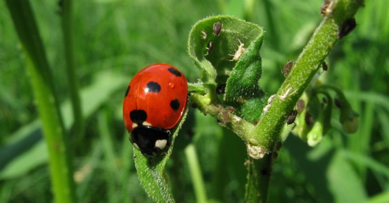 If You See These 5 Insects in Your Garden, DO NOT Kill Them - Featured image