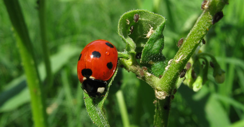 If You See These 5 Insects in Your Garden, DO NOT Kill Them