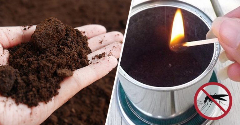 How You Can Use Coffee Grounds To Repel Insects, Fertilize Lawns And Do Other Household Chores - Featured image