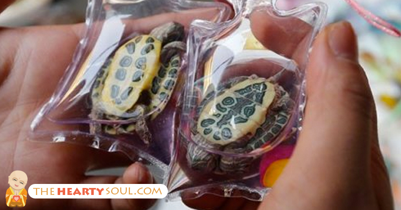 Live Animals Are Being Stuck Inside Tiny Plastic Keychains In China And Sold As Jewelry - Featured image