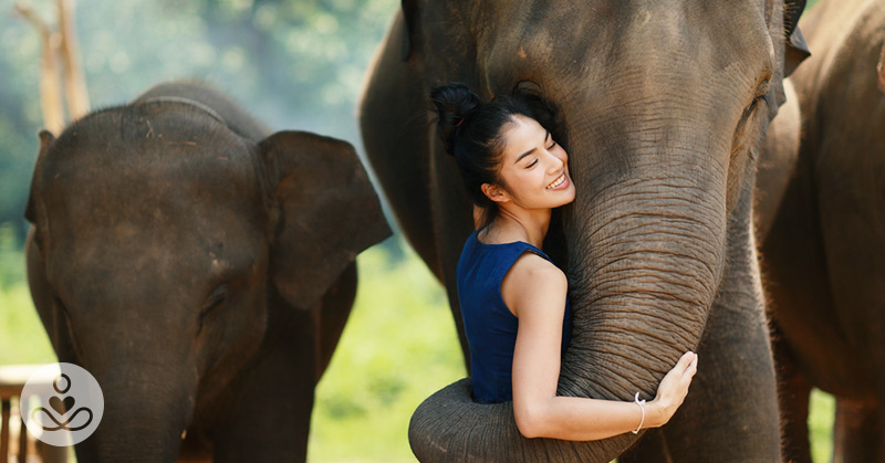 Scientific proof that elephants have feelings of love, empathy, anger and stress