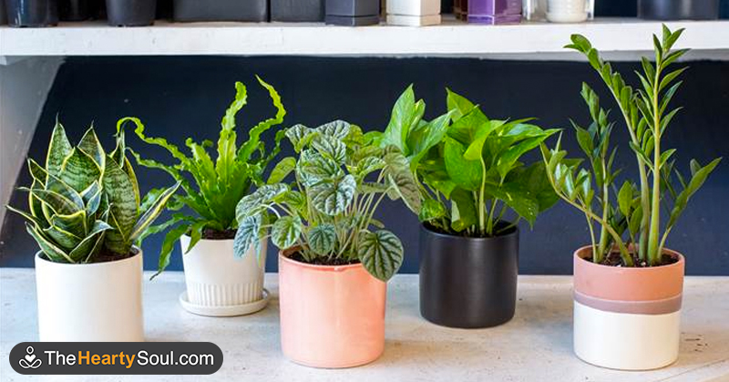Use These 5 Plants to Help Calm Your Nerves and Have a More Restful Sleep