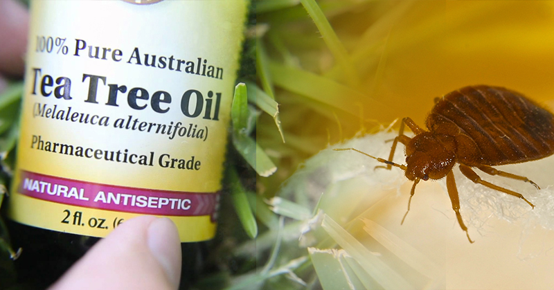 9 Home Remedies to Help Get Rid of Bedbugs