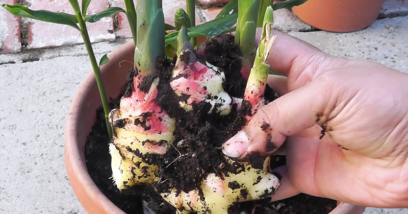 3 types of people who should never use ginger – it can cause serious health problems!