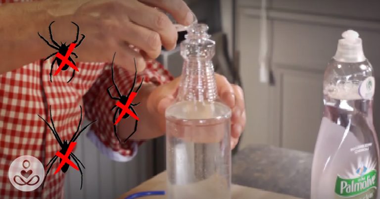 9 ways to get rid of every last spider in your house without using a single chemical - Featured image