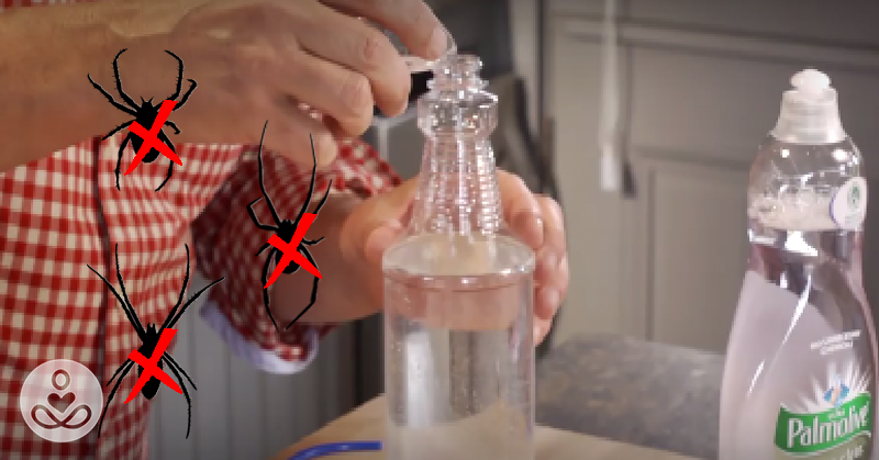 9 ways to get rid of every last spider in your house without using a single chemical