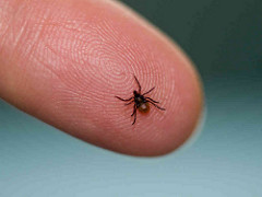 cause of lyme disease