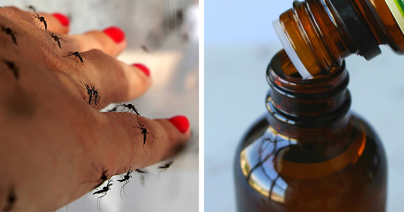 6 Essential Oils You Need to Repel Bugs All Summer Long