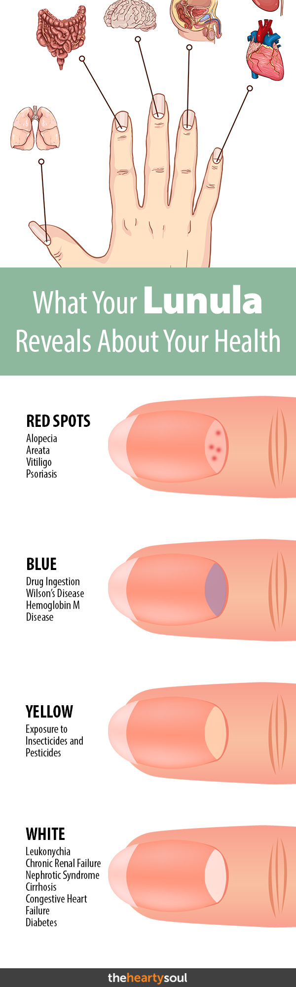 What Is Lunula and What It Reveals About Your Health Pin what is lunula
