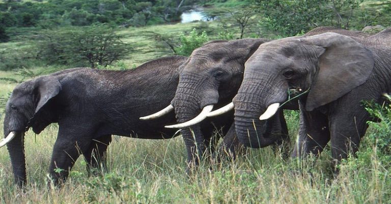 Millionaire US Big Game Hunter Killed by Elephants While Hunting Antelope - Featured image