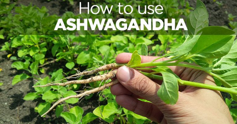 How Does Ashwagandha Help With Brain Health? - Featured image