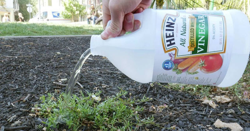 10 Amazing Things that Happen When You Use Vinegar in Your Garden