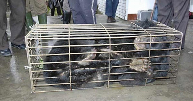 Bear Rescued from Years of Torture in a Bear Bile Farm Swims for the First Time - Featured image