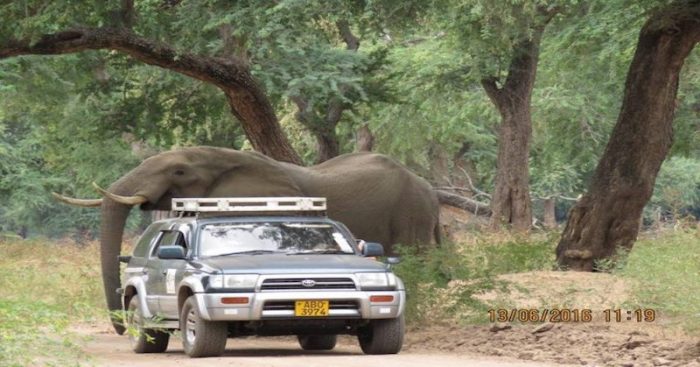 Gentle Elephant Shot In Head Walks Up To Truck To Ask For Help