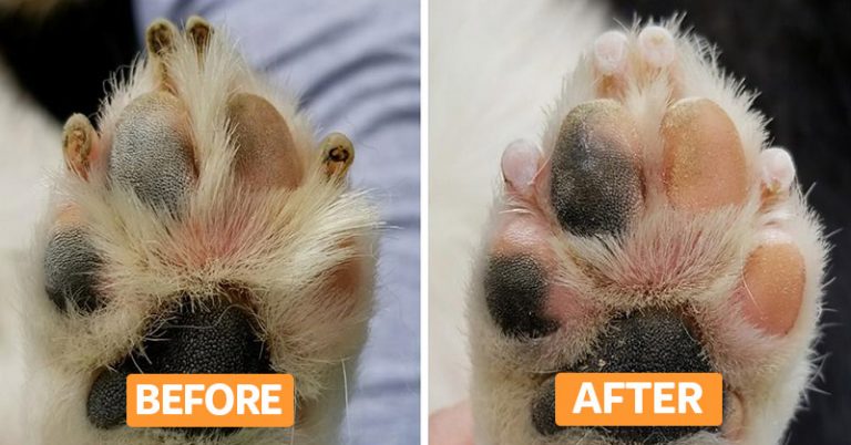 The Secret to Stopping Your Dog’s Paws from Splitting and Bleeding - Featured image