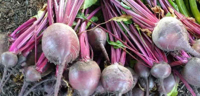 health benefits of beets