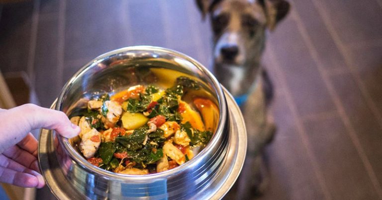 20 Real Foods You Can Feed Your Dog - Featured image