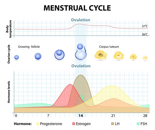 Female reproductive health concept. Woman hand holding uterus shape made frome paper on pink background. Awareness of uterus illness such as endometriosis, PCOS, STDs or gynecologic cancer.