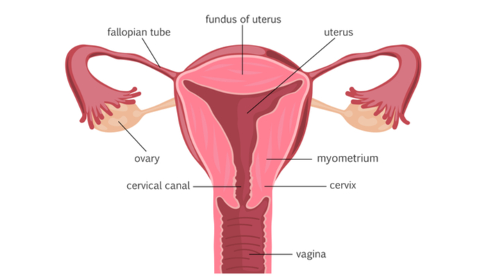 cervix diagram
