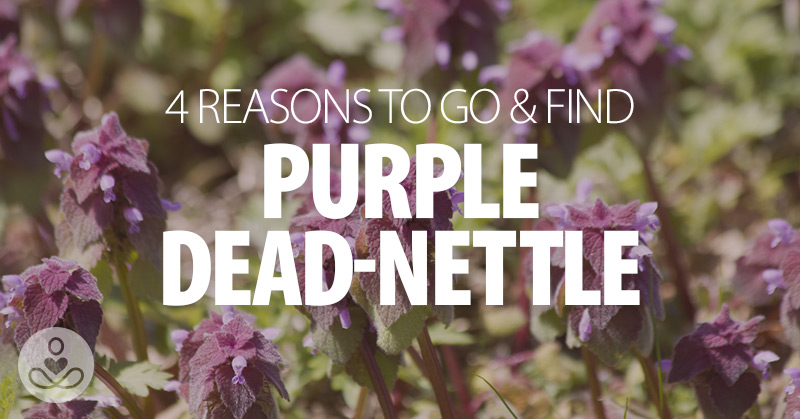4 Reasons To Go & Find Purple Dead-Nettle