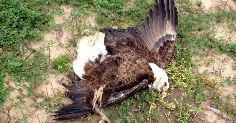 Bald Eagles Keep Dying Because of Lead Poisoning And No One’s Talking About It - Featured image