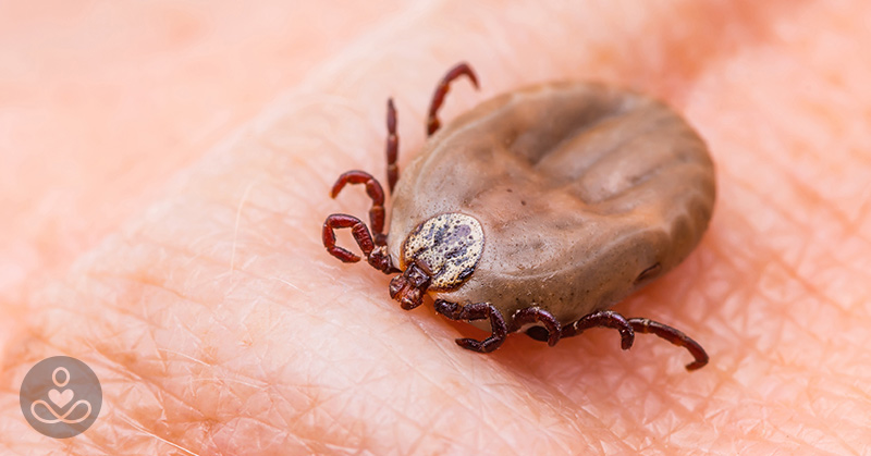 Summer is Here… So are the Ticks