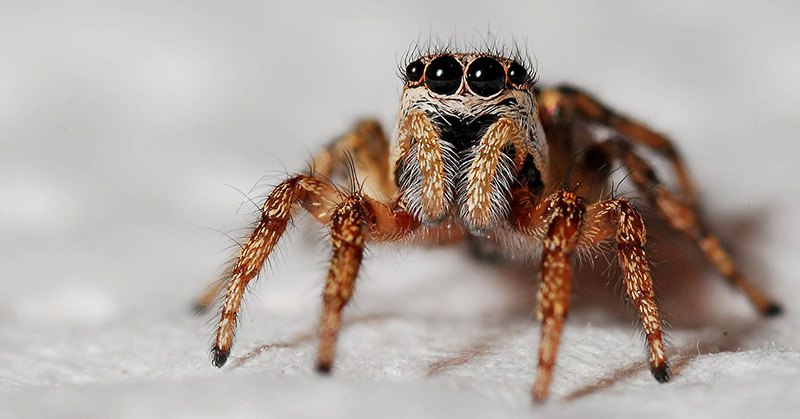 Entomologist Explains How Common House Spiders Can Actually Keep Our Homes Safer