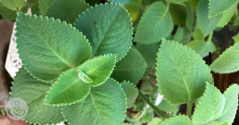 Cuban Oregano: Potential Uses, Benefits, Recipes, And More