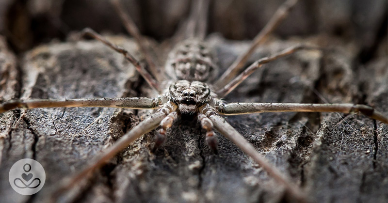 How Brown Recluse Spiders Turned One Woman’s Trip Away Into A Hospital Stay