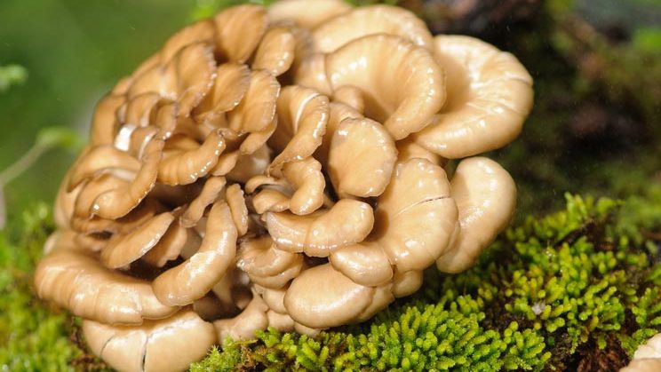 Eating More of a Specific Kind of Mushroom May Boost Memory, Scientists Find