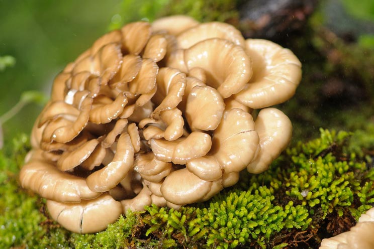 Eating More of a Specific Kind of Mushroom May Boost Memory, Scientists Find - Featured image