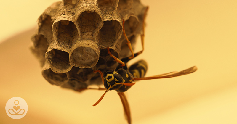 Doctors Now Have To Warn Women Not To Stick  Wasp Nests In Their Lady Parts
