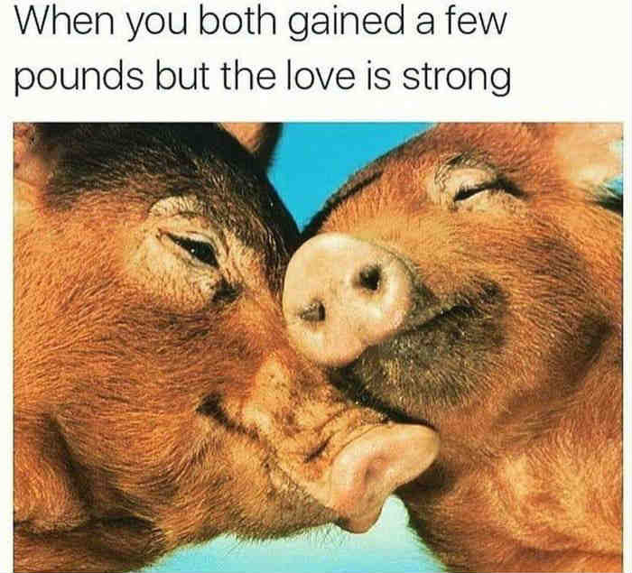 Pigs - Weight gain meme