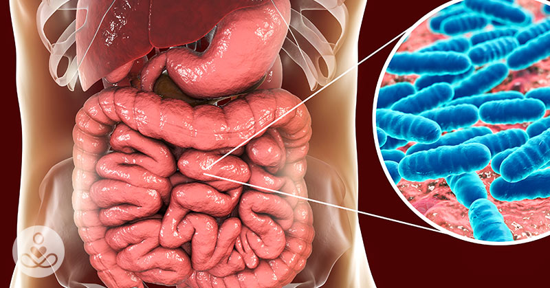 How the Bacteria in Our Gut Influences Our Minds