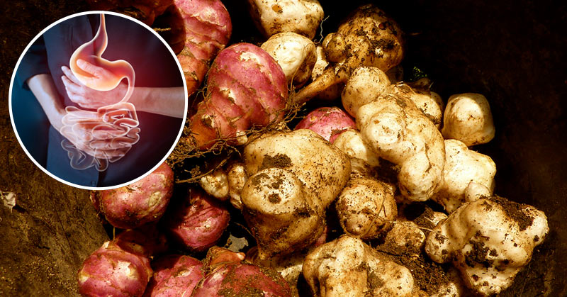 A Beginner’s Guide to Prebiotics: 10 Benefits You Cannot Ignore for Your General Health 