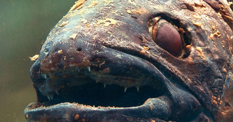 Depressing Photo Shows Even Deep Sea “Living Fossil” Fish Can’t Escape Ocean Trash - Featured image