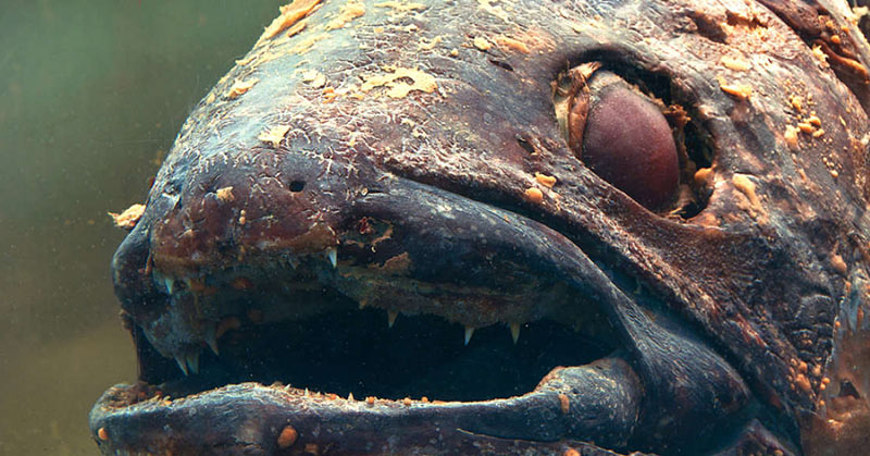 Depressing Photo Shows Even Deep Sea “Living Fossil” Fish Can’t Escape Ocean Trash