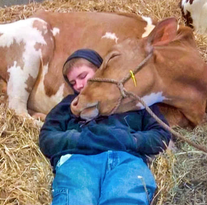 “Our cow wasn’t feeling well last night. So my son went outside to spend time with her. I woke up in the morning and found this:”