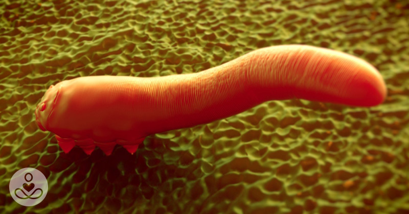 How to Detect and Eliminate Eyelash Mites (Demodex Mites)