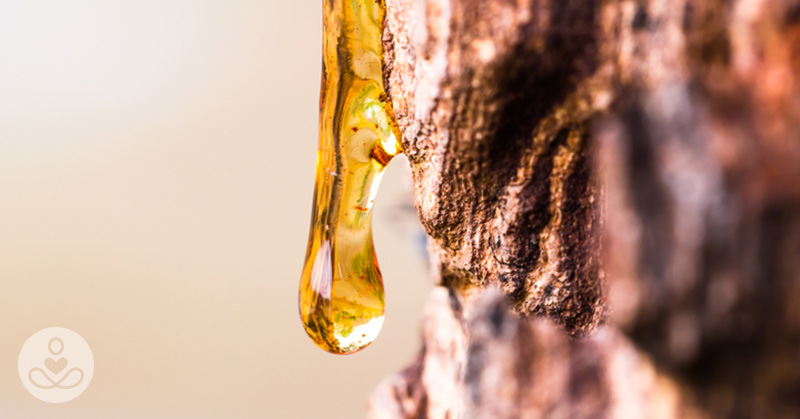 What are Tree Resins and Do They Have Health Benefits?