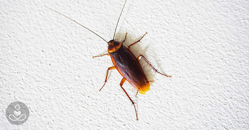 As Icky as It Sounds, Cockroach Milk Is a Thing and it’s Apparently Three Times More Nutritious than Dairy Milk