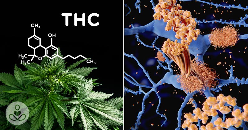 Effects of THC on Damaging Alzheimer’s Proteins