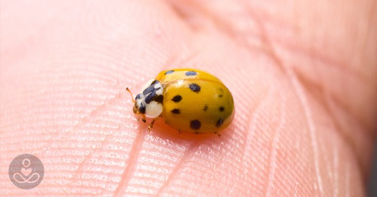 These Ladybug Impostors are not Here to Bring You Good Luck, They’re Here to Bite - Featured image