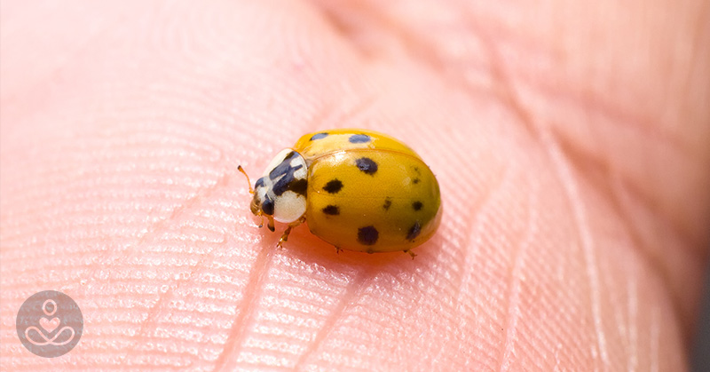 These Ladybug Impostors are not Here to Bring You Good Luck, They’re Here to Bite