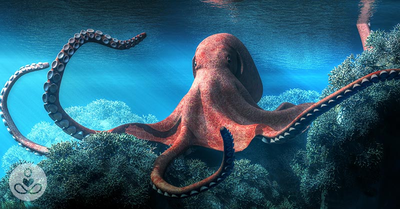 Dangers of Farming Octopus